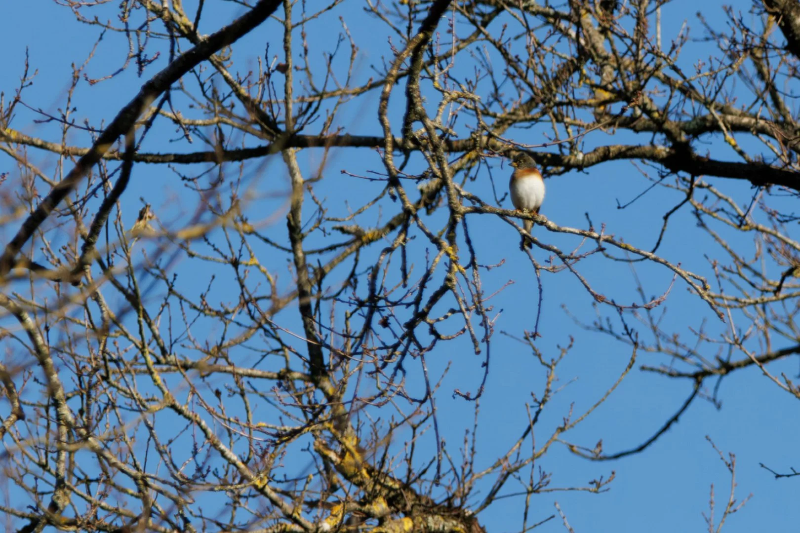 CB-0125-Pinson-du-nord-ou-pas.jpg