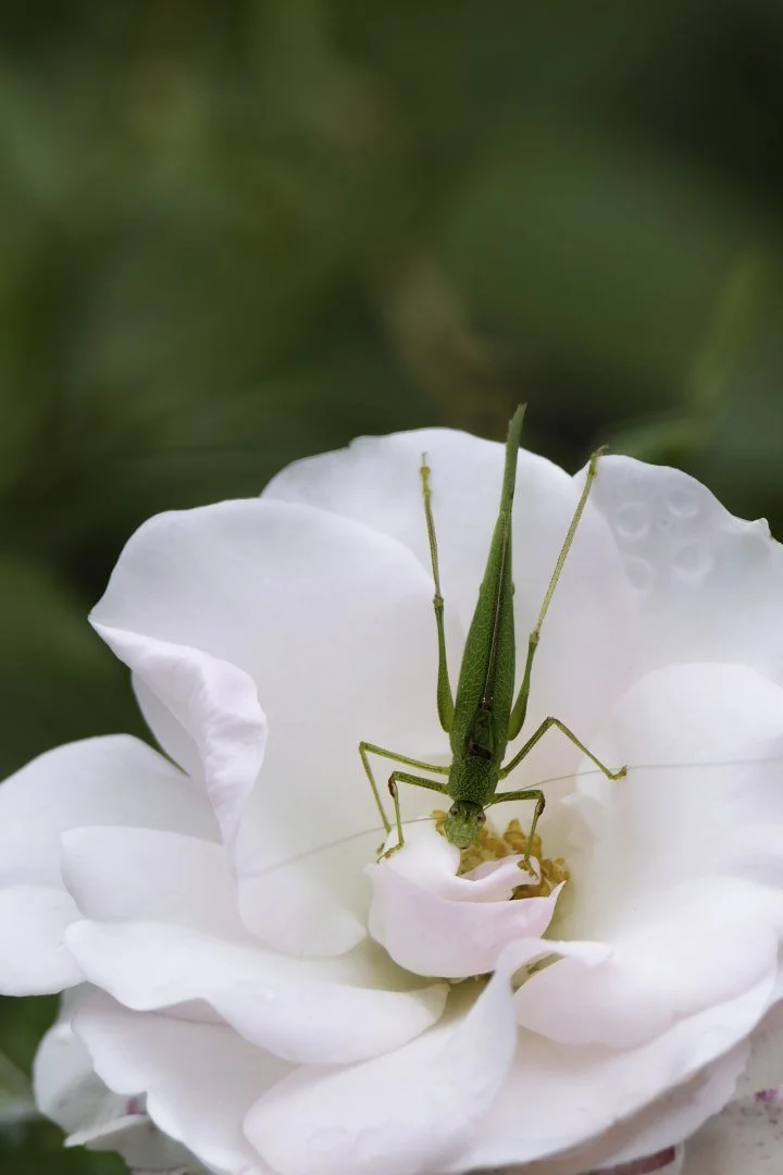 sautrellea.jpg