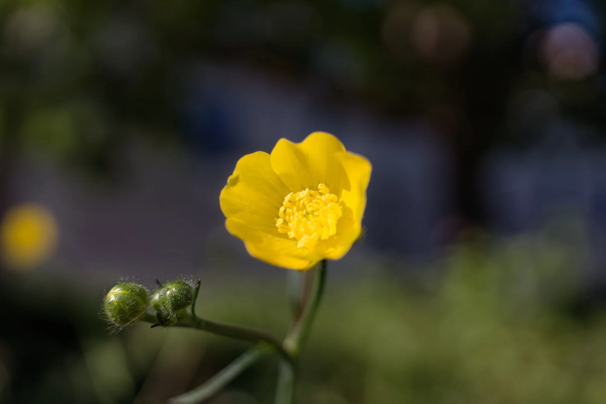 IMG_9932bokeh.jpg