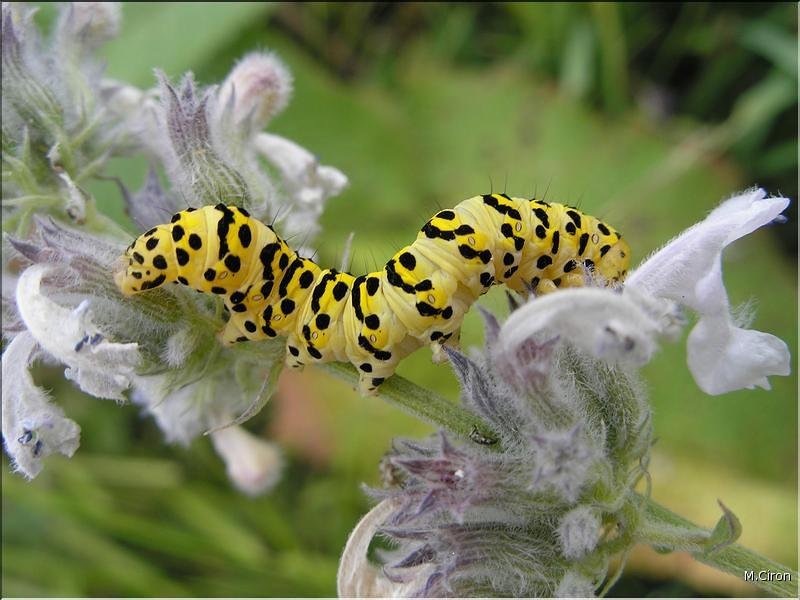 Insectes
