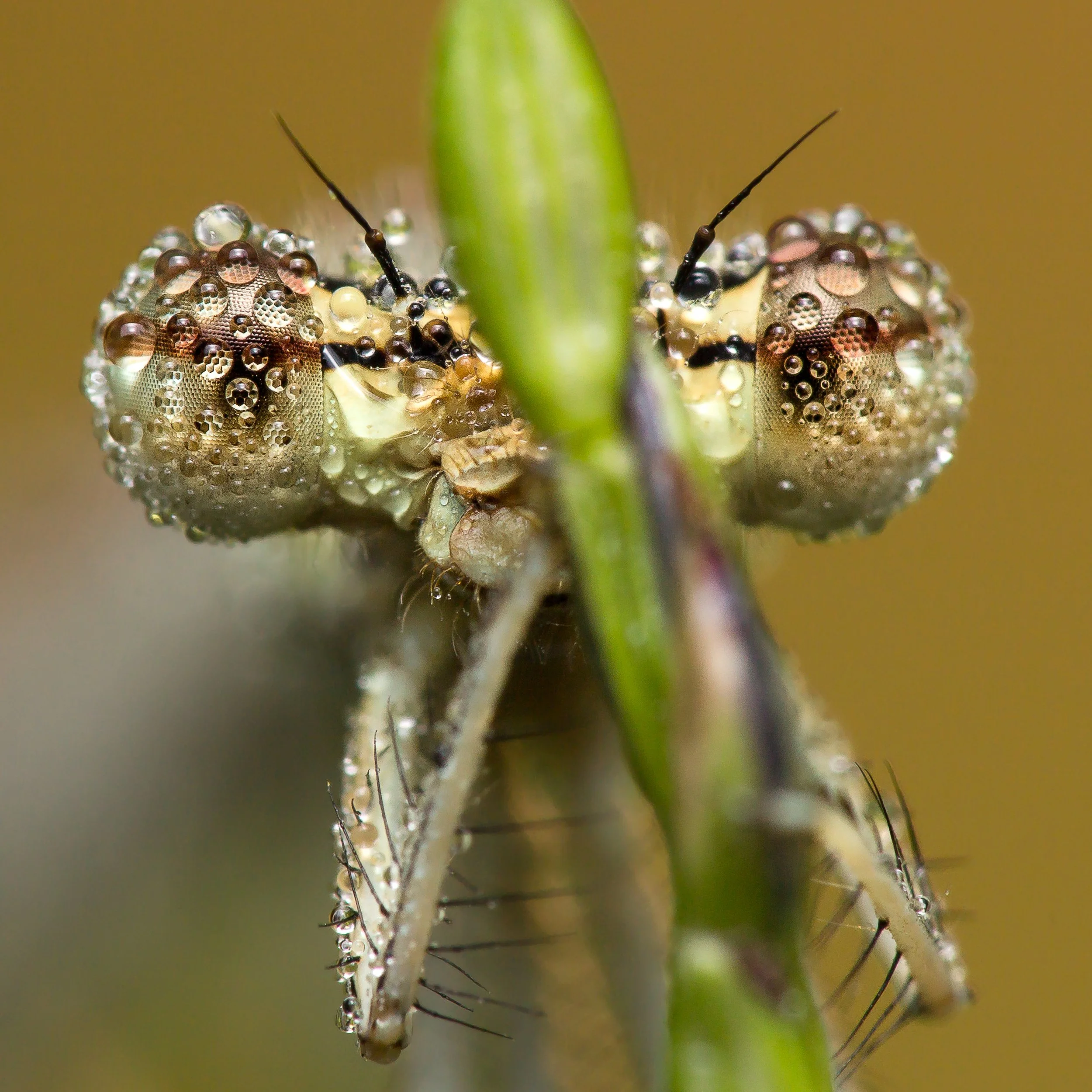 7-demoiselle.jpg
