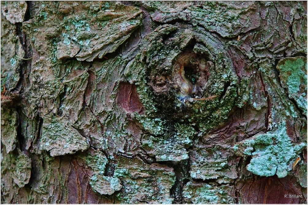 Les yeux des arbres