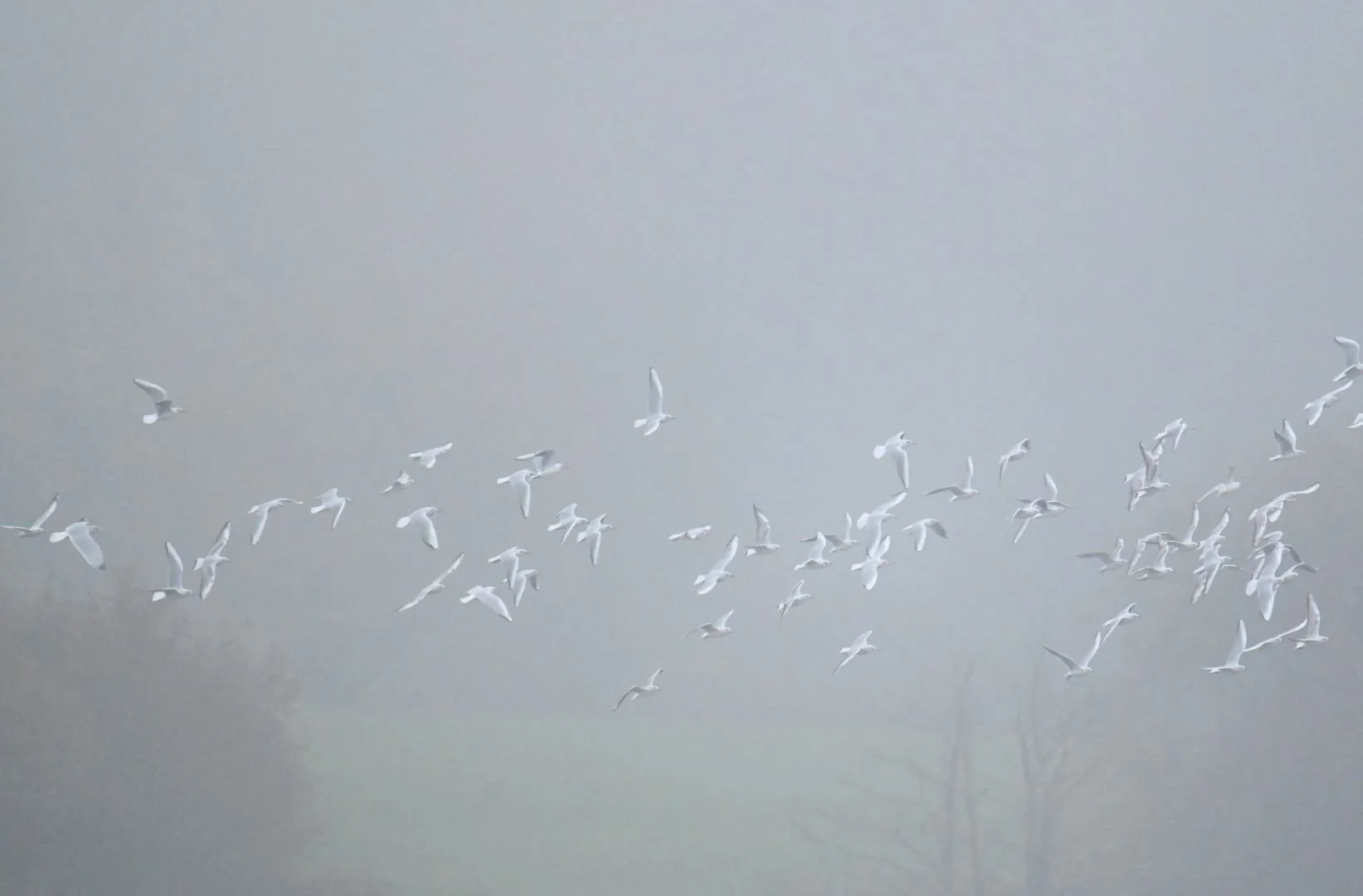 Vol_De_Mouettes_Rieuses.jpg