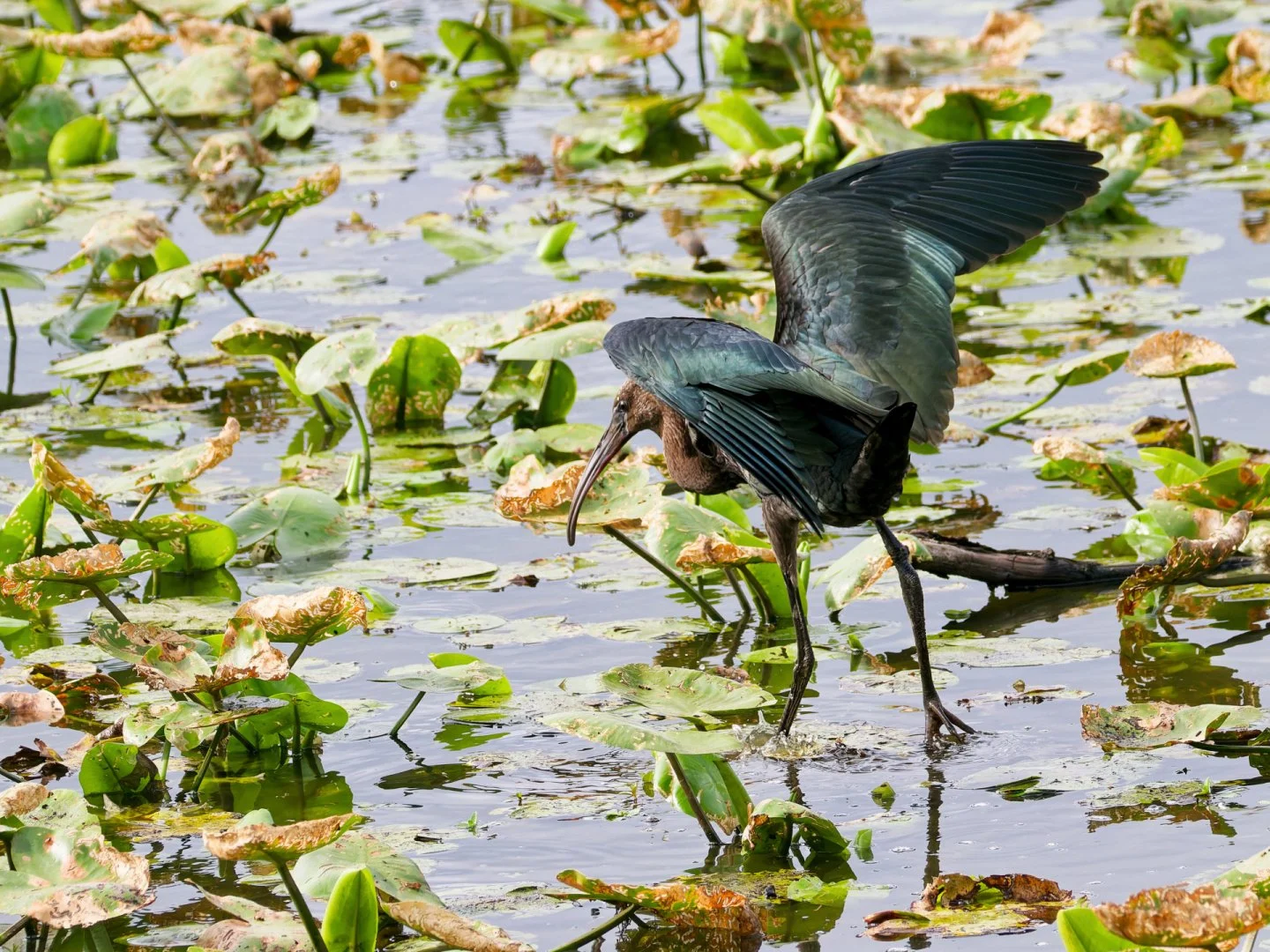 JV-ete-2025-Ibis-falcinnelle-13.jpg