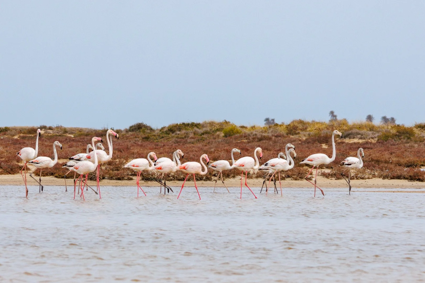 Flamants-roses.jpg