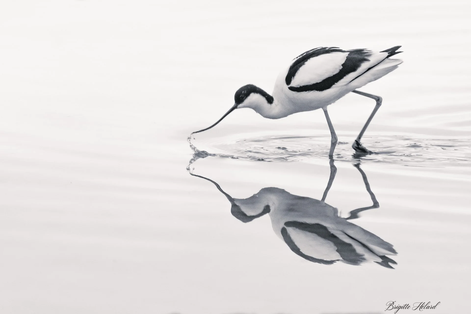 04-26 BH avocette 2.jpg