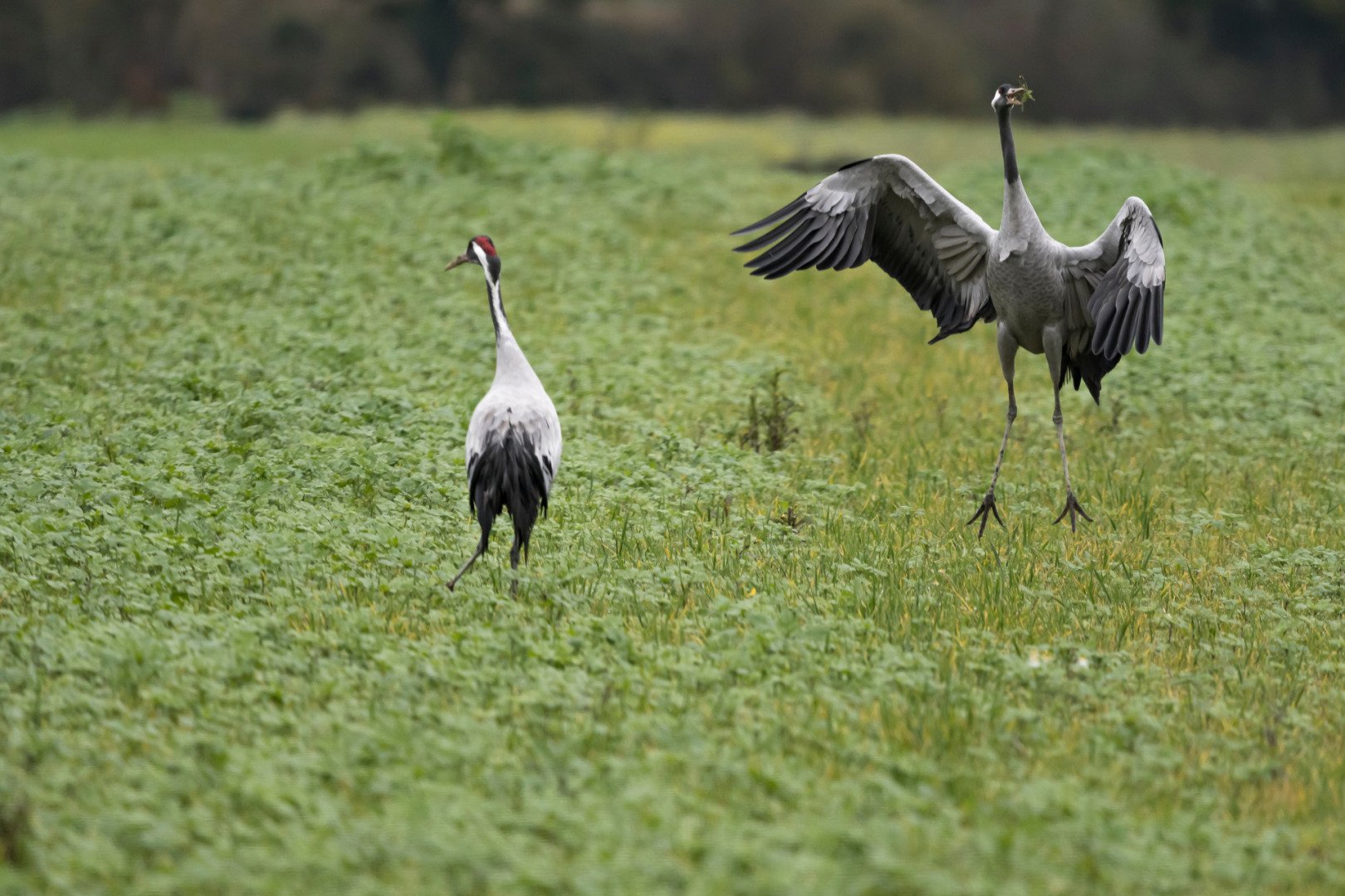 BH112024-28-grues-cendrees.jpg