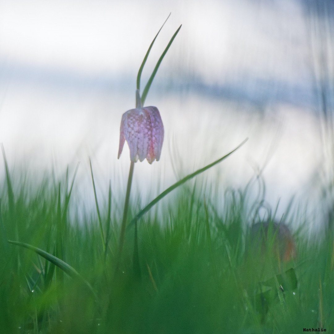 Fritillaires_avril_2021_37.jpg