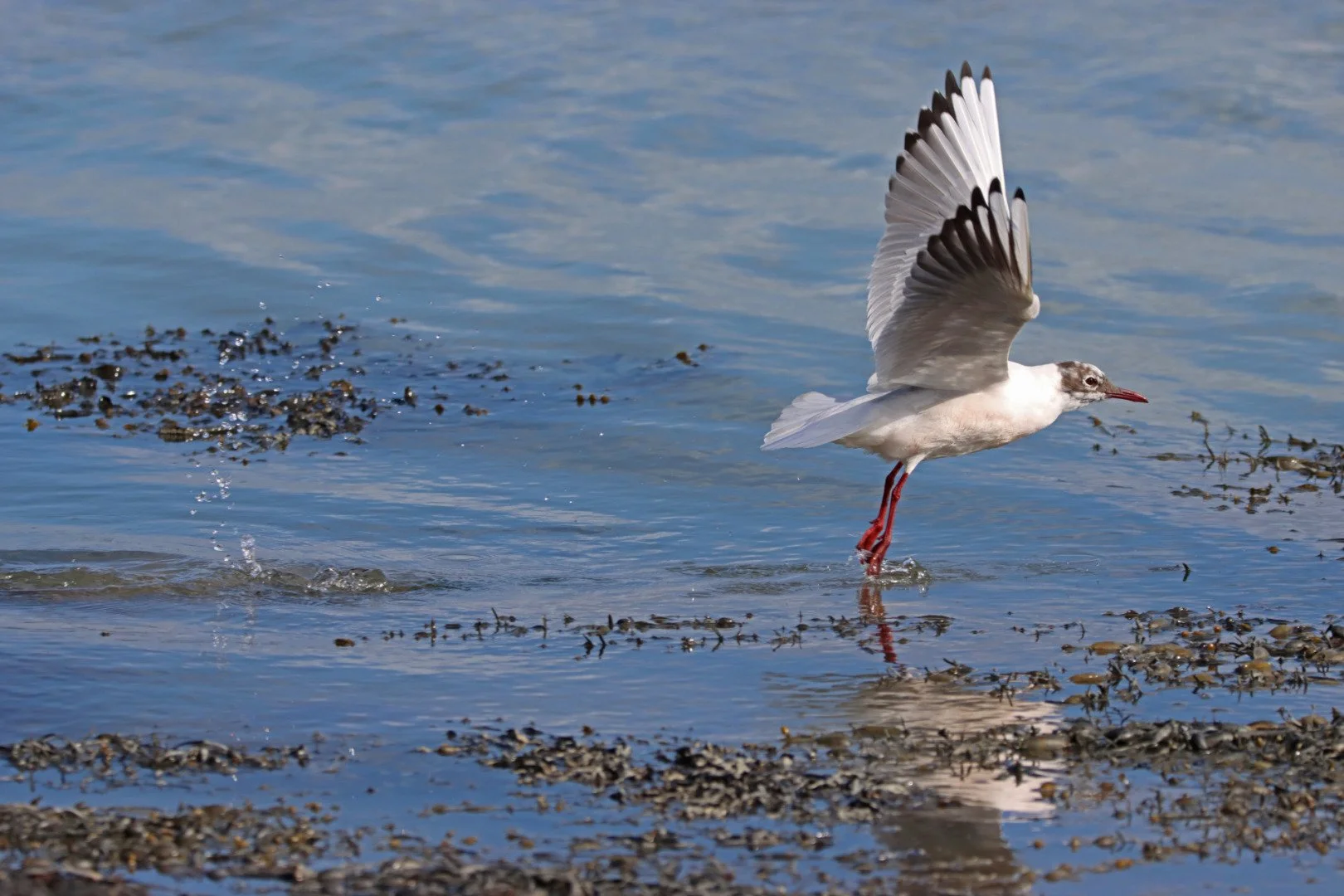 Lenvol-de-la-mouette.jpg