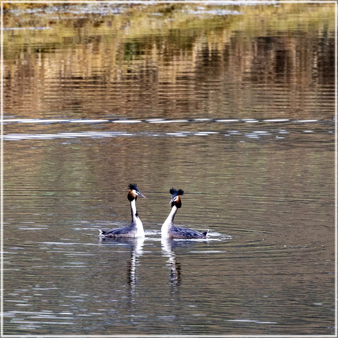 BA-03-Bourgon-14-La-parade-des-grebes-huppes-ter.jpg