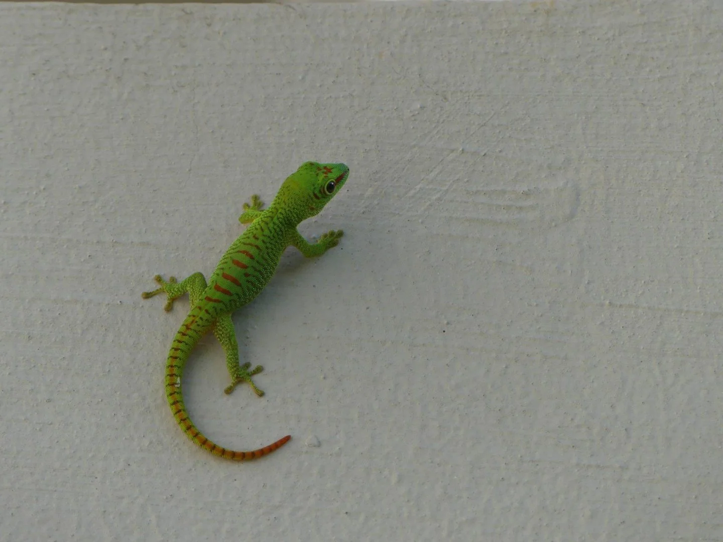 HM-Gecko-diurne-orne-Mod-106.1mm-S-Vit400s-f4-ISO-Maurice-P1360940.jpg
