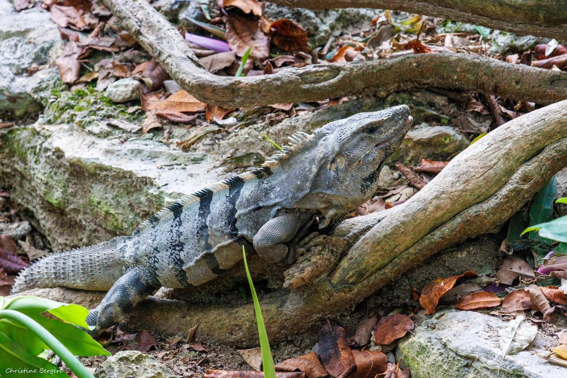 CB-0126-Iguane2.jpg