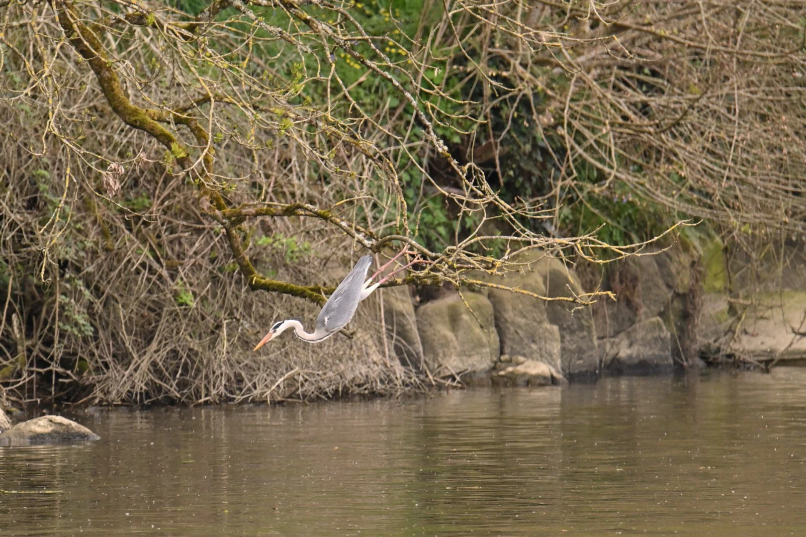 HM-Heron-cendre-Mod-600mm-S-Vit2000s-f6.3-ISO1800-Fontaine-daniel-DSC_1766.JPG