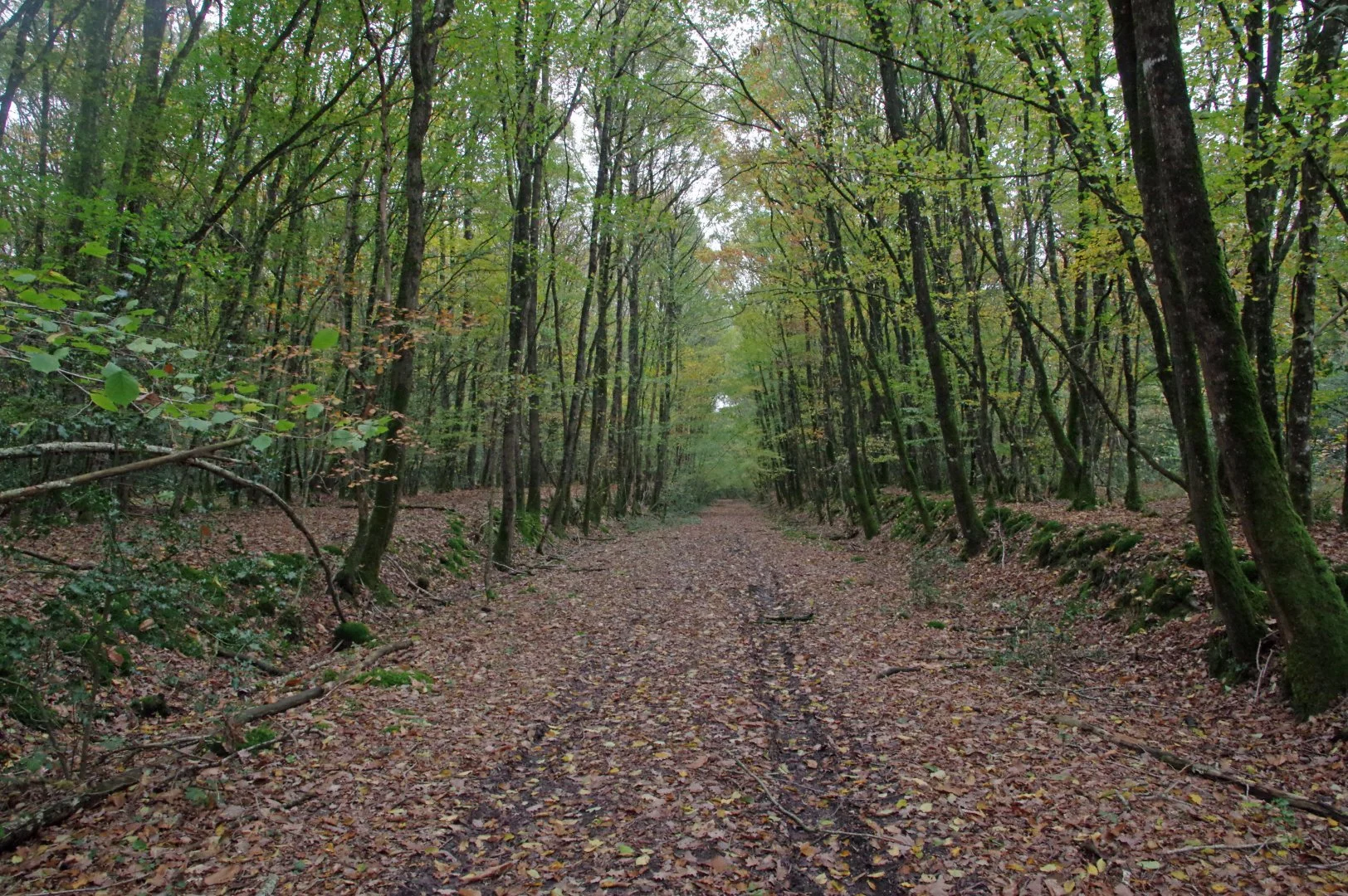 Alignements-darbres-aux-couleurs-de-lautomne.jpg