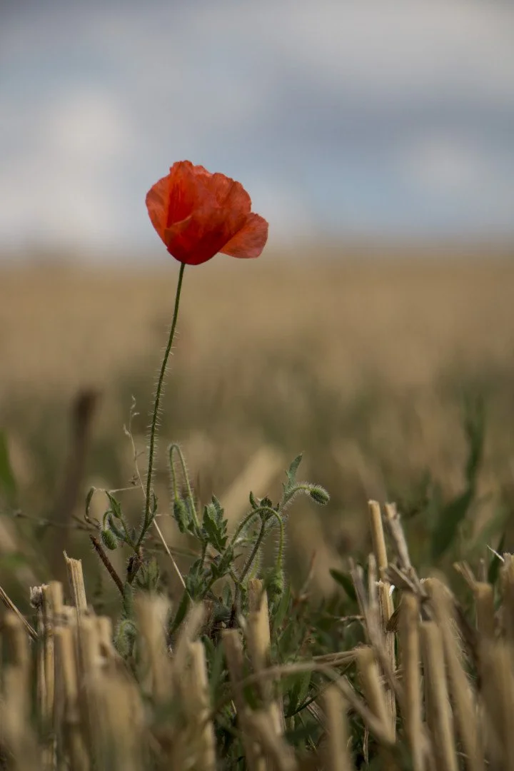 Coquelicot-1.jpg