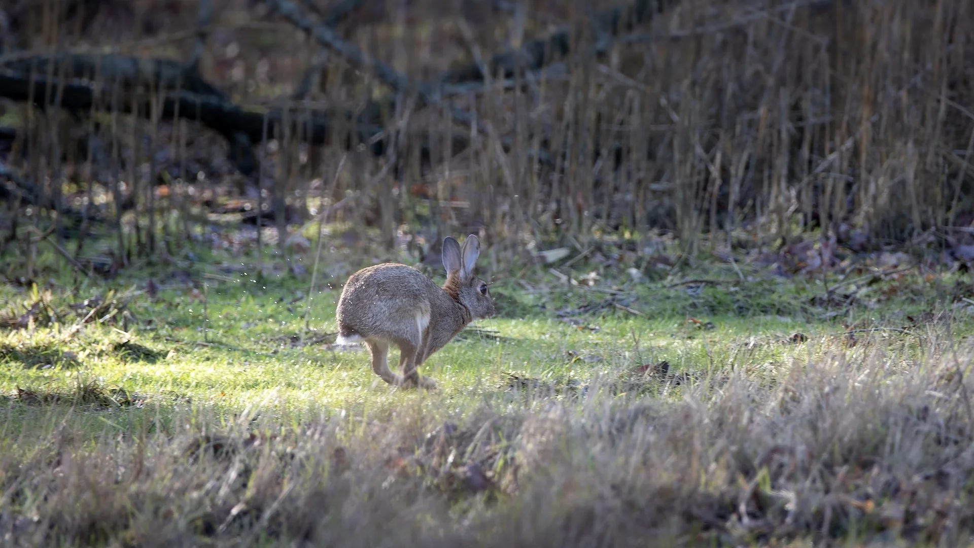 PF_02 26_Lapin de garenne.jpg
