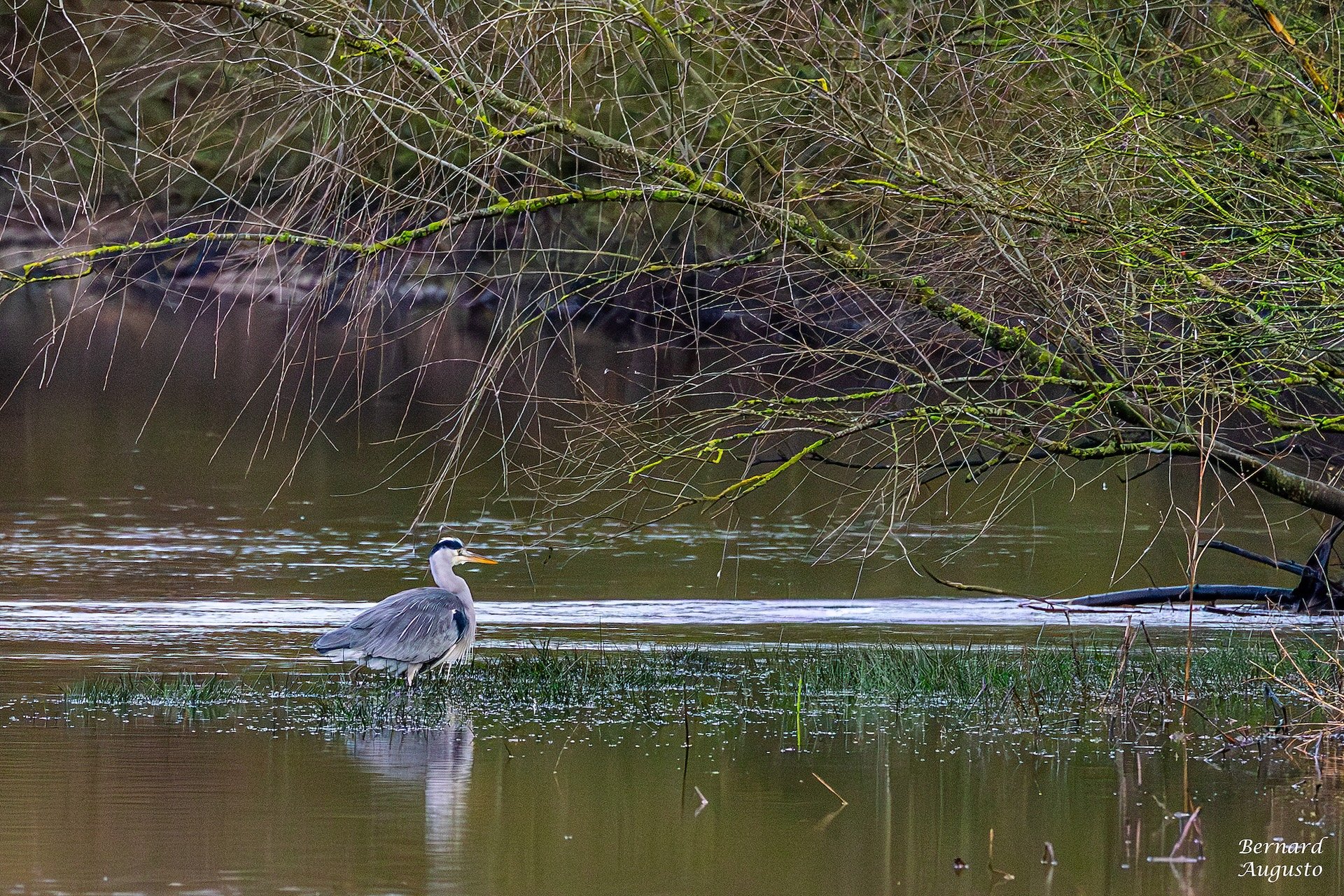 01-26-BA-02 - Bourgon 7 - Un héron à la pêche.jpg