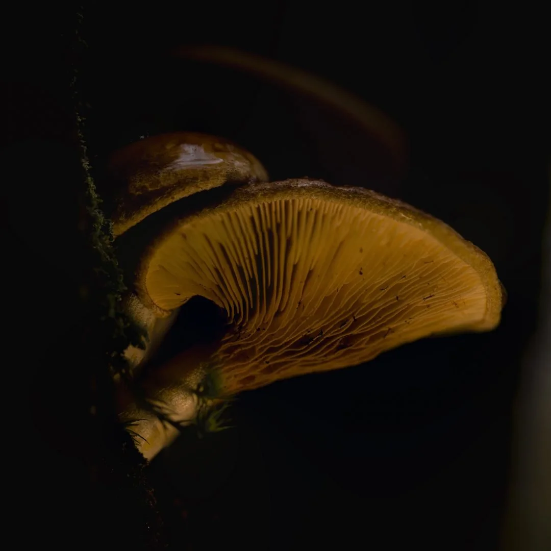 RG_1125_Champignon05.jpg