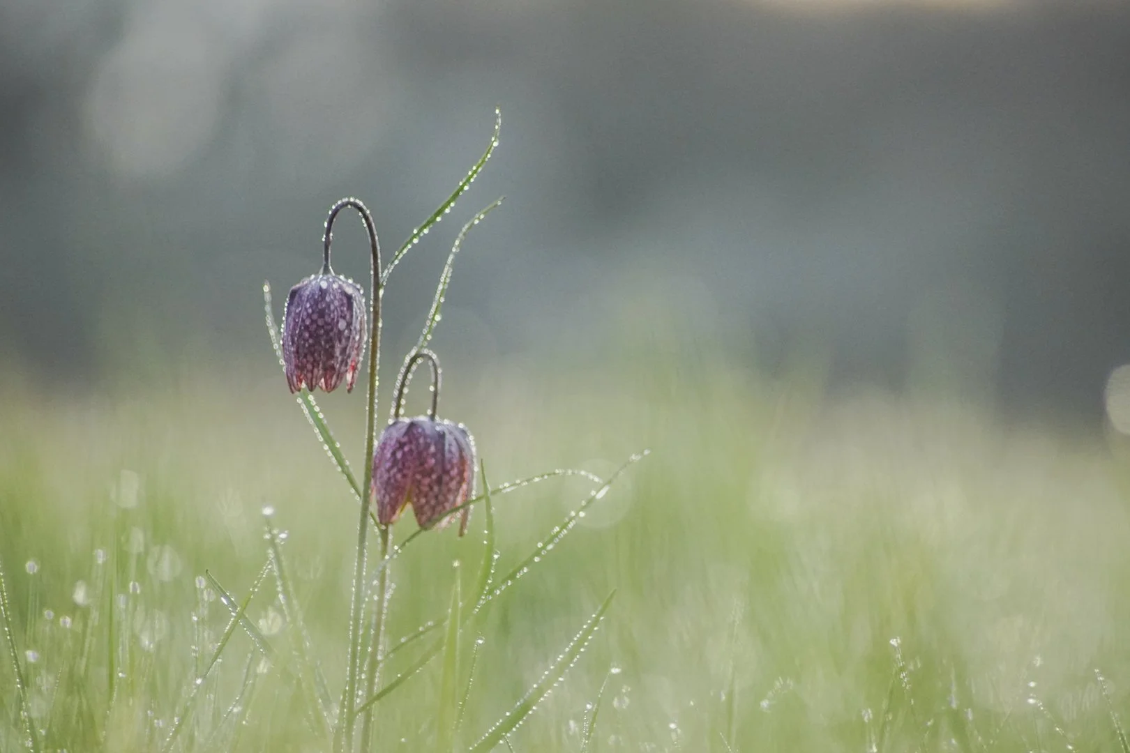 Fritillaires-2019-8.JPG