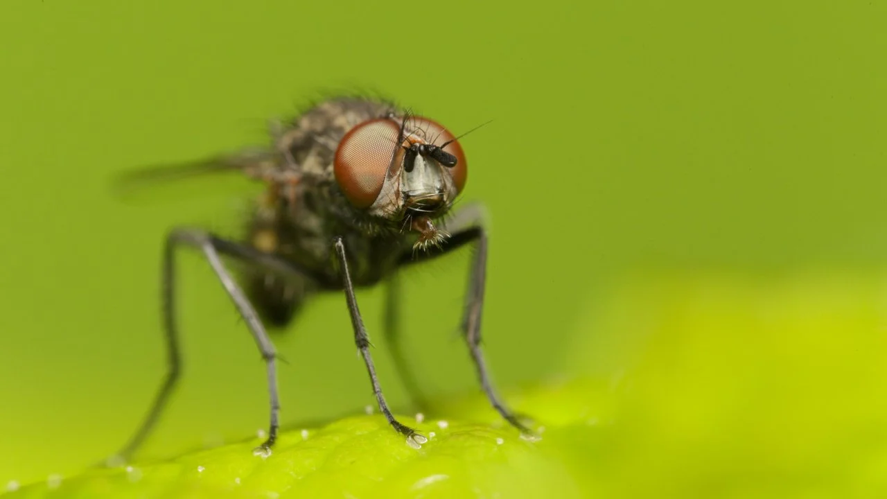 13-mouche.jpg