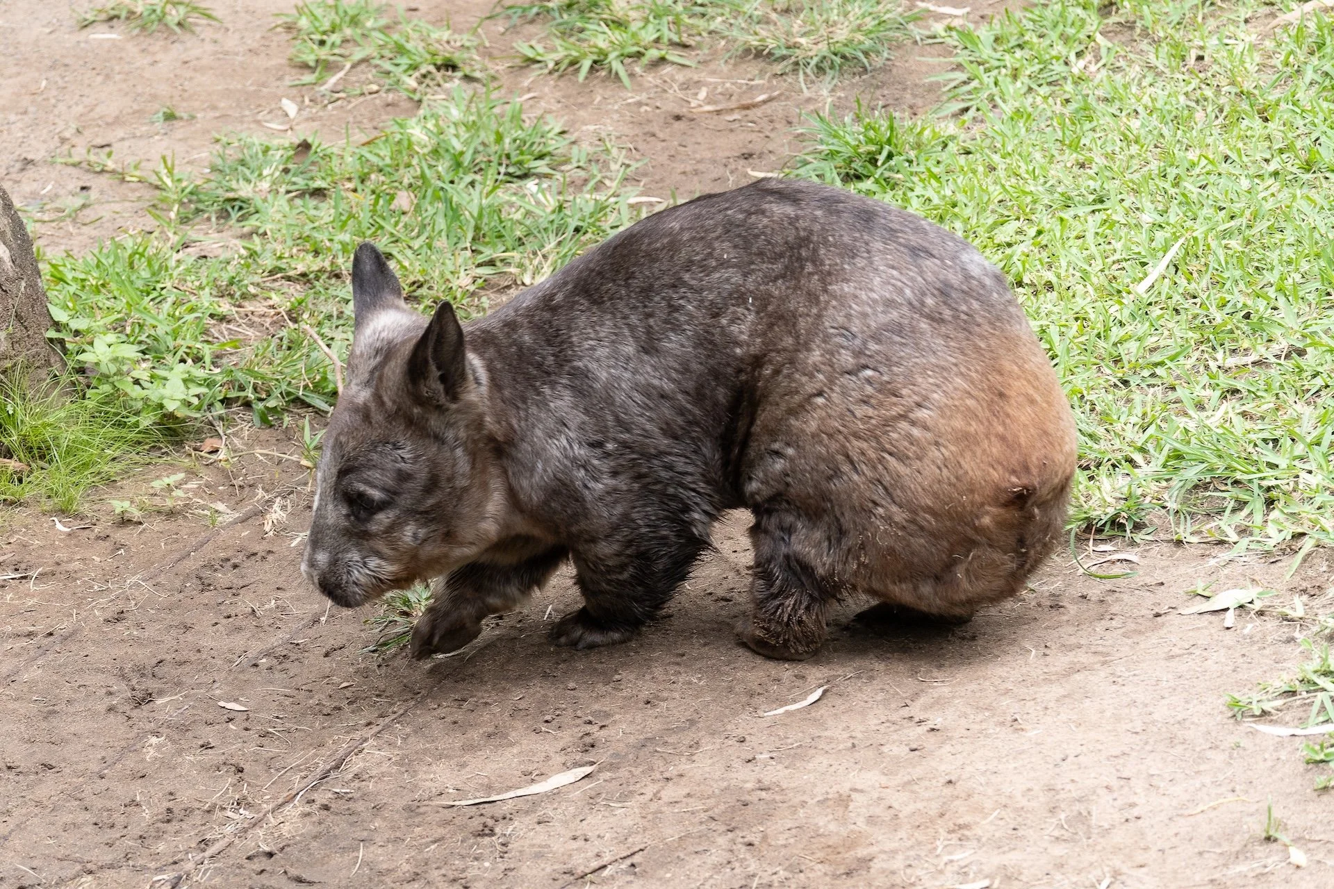 02-26 BH Wombat.jpg