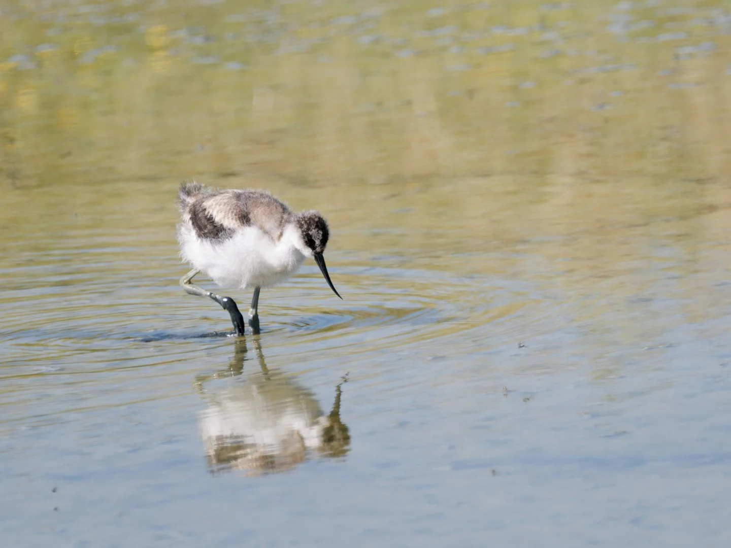 JV-ete-2024-Avocette-elegante-juvenile-P6060140_DxO-1.jpg