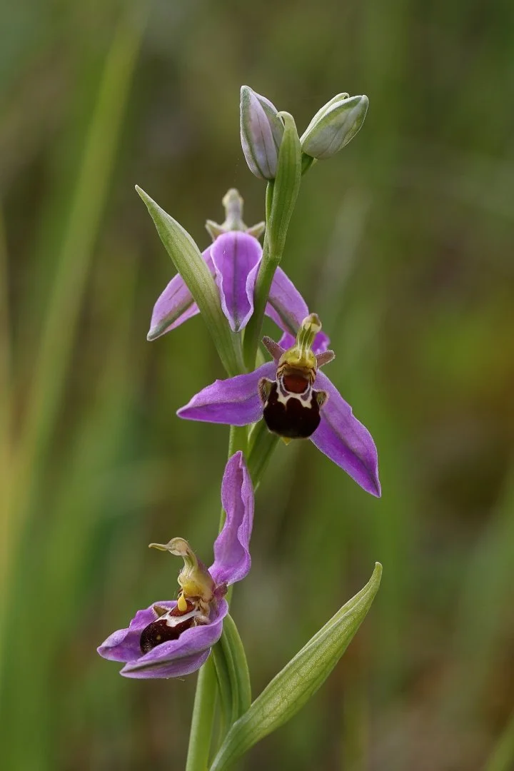 Ophrys-Abeille.jpg