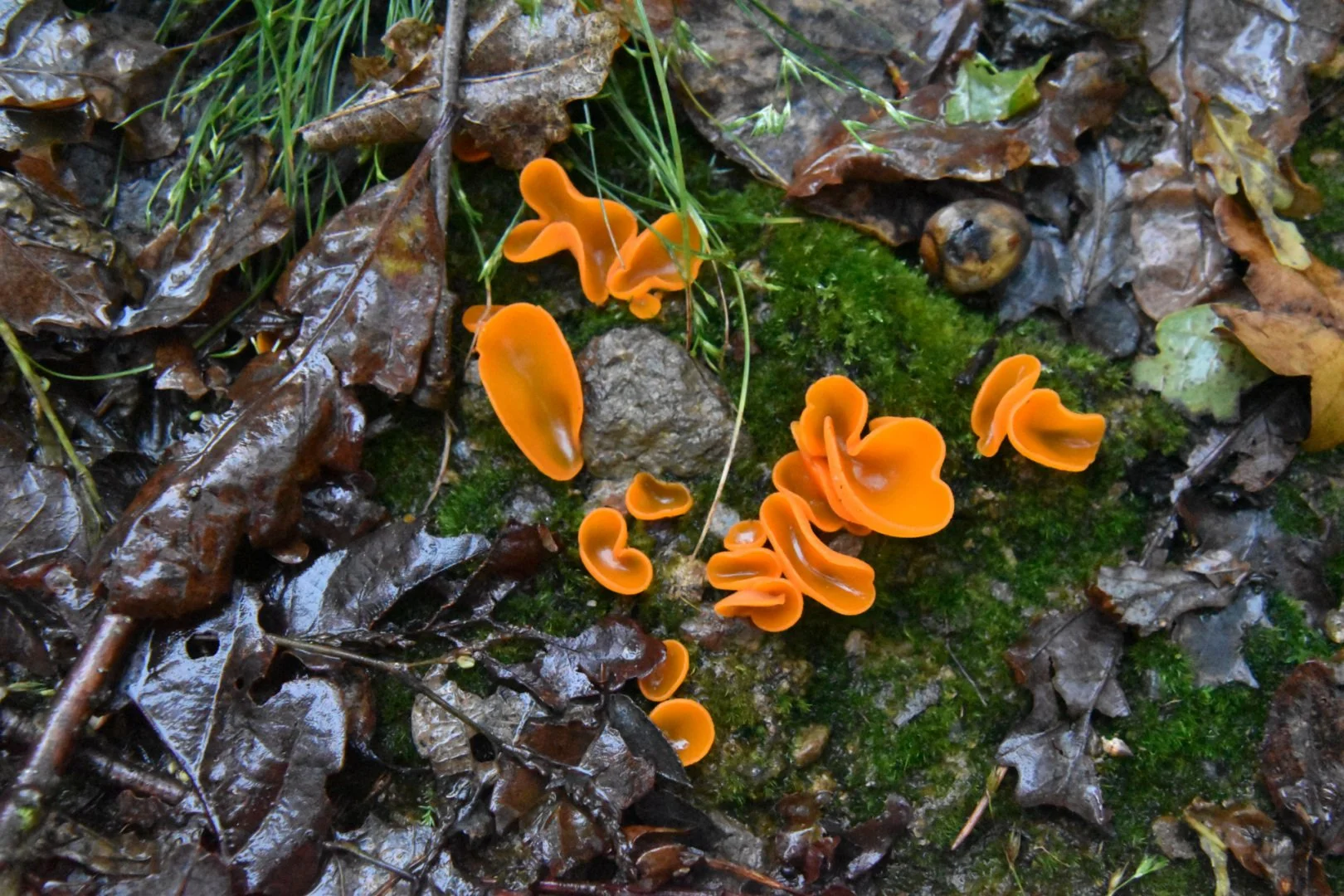 DSC_0009.jpg