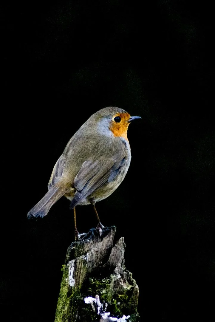 P-D-01-22-5-1.1250-F-6.3-300mm-1600-iso.jpg