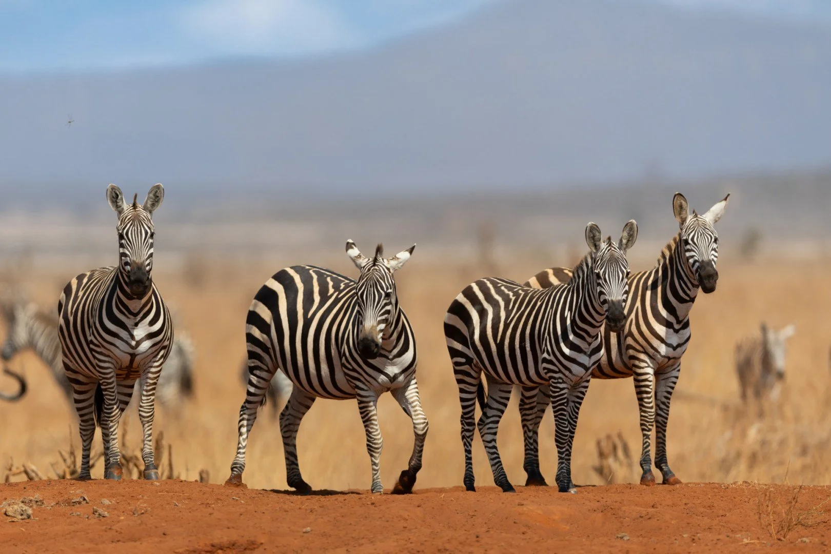 RG_1024_Zebre.jpg