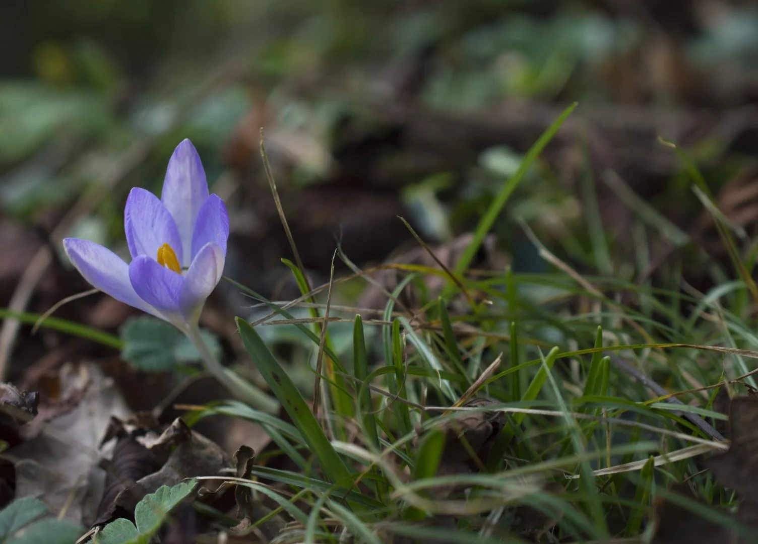 Crocus.jpg