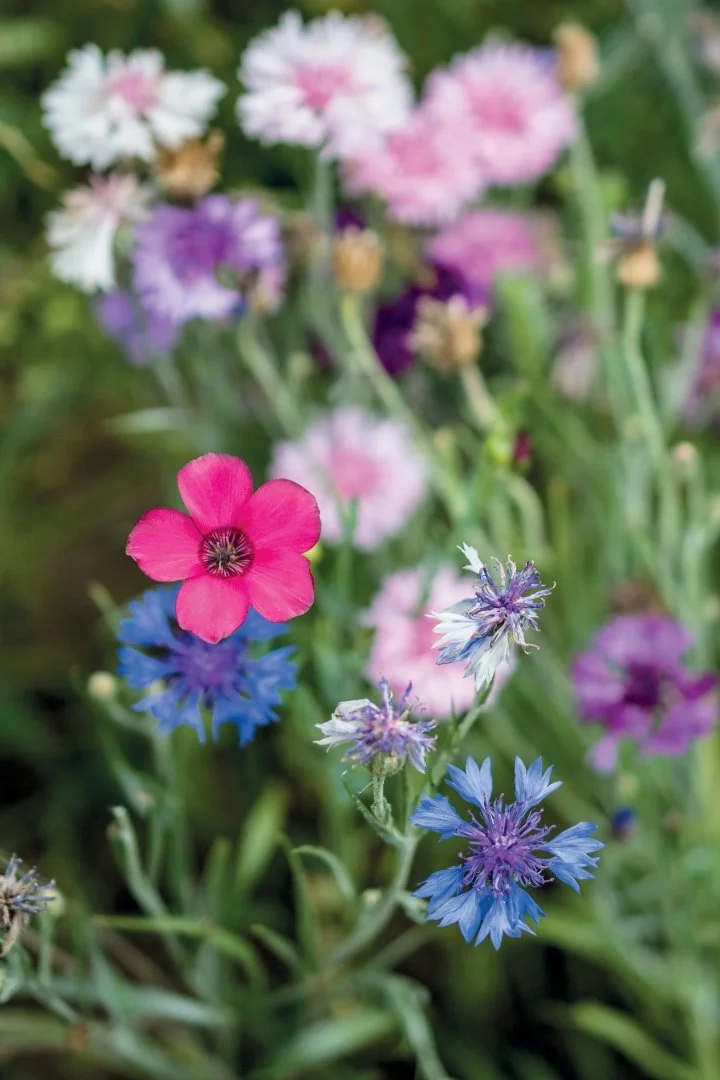 Gérard-G.-Fleurs-Sélection-01-60x40.jpg