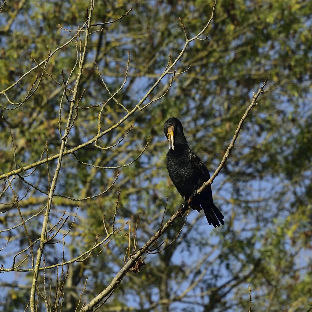 Grand-cormoran.jpg