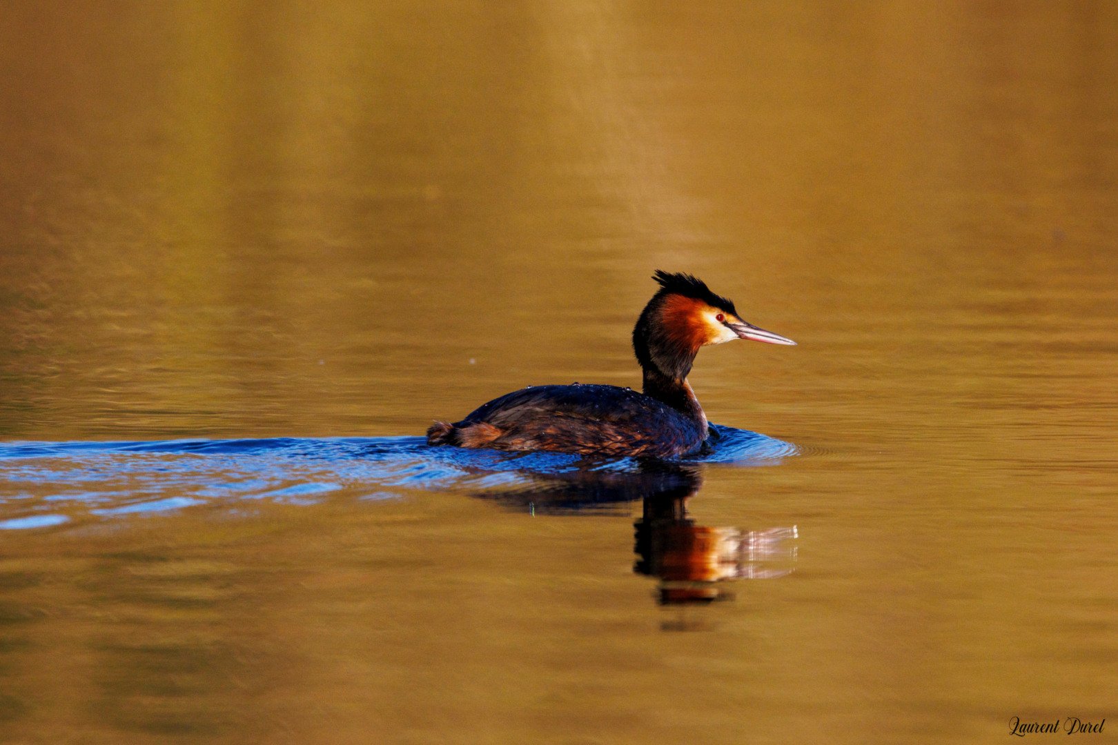 LD-03-25-Grebe-huppee.jpg