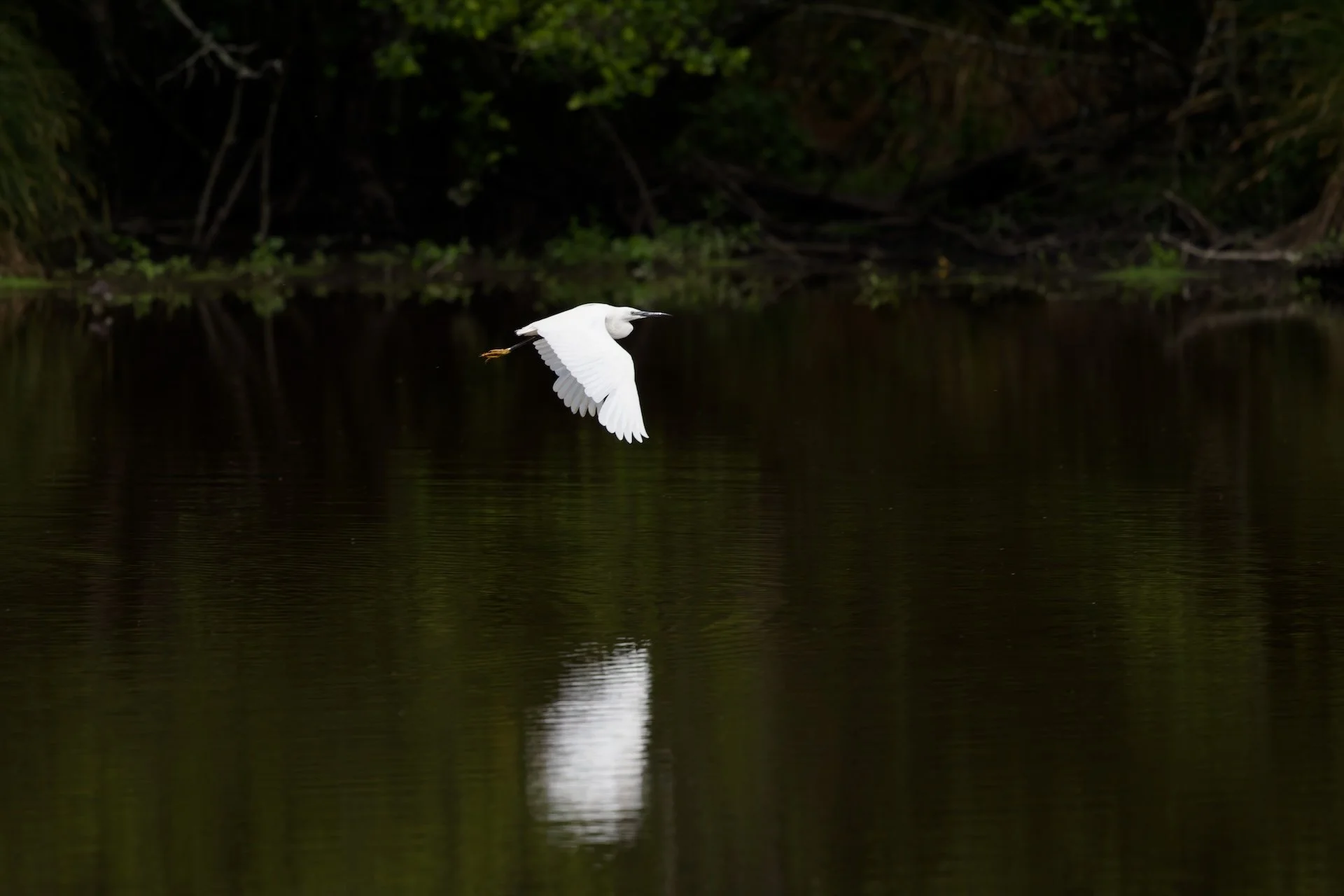 JV Aigrette garzette .jpg