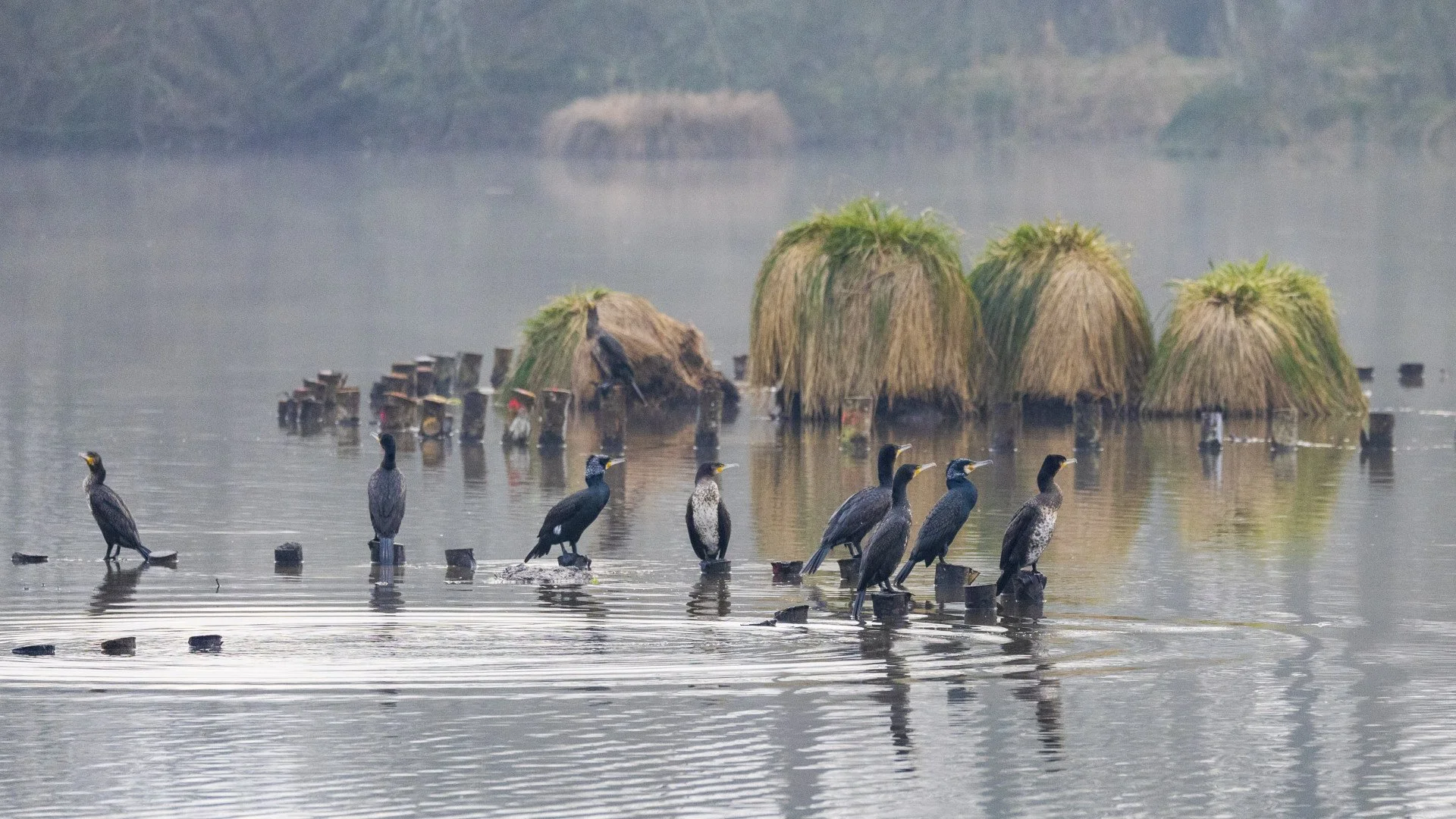 BA-05-Gue-de-Selle-13-Un-nid-de-cormorans...jpg