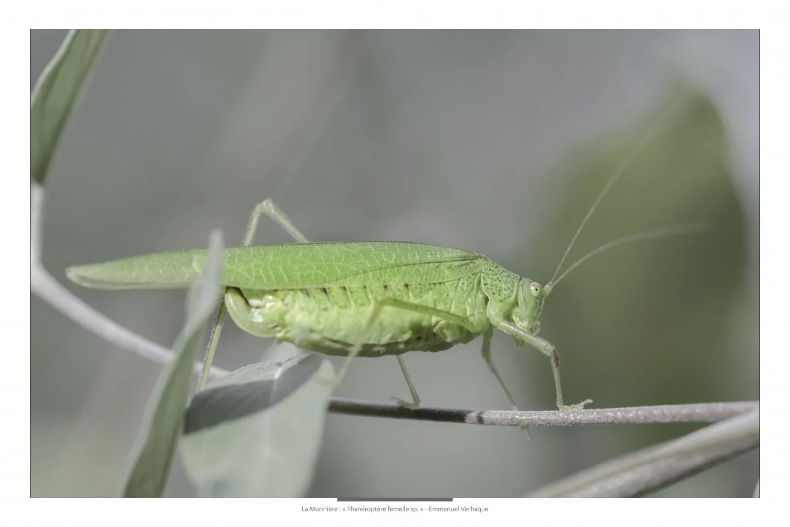 Support-leger-60X90cm-HD-2.jpg