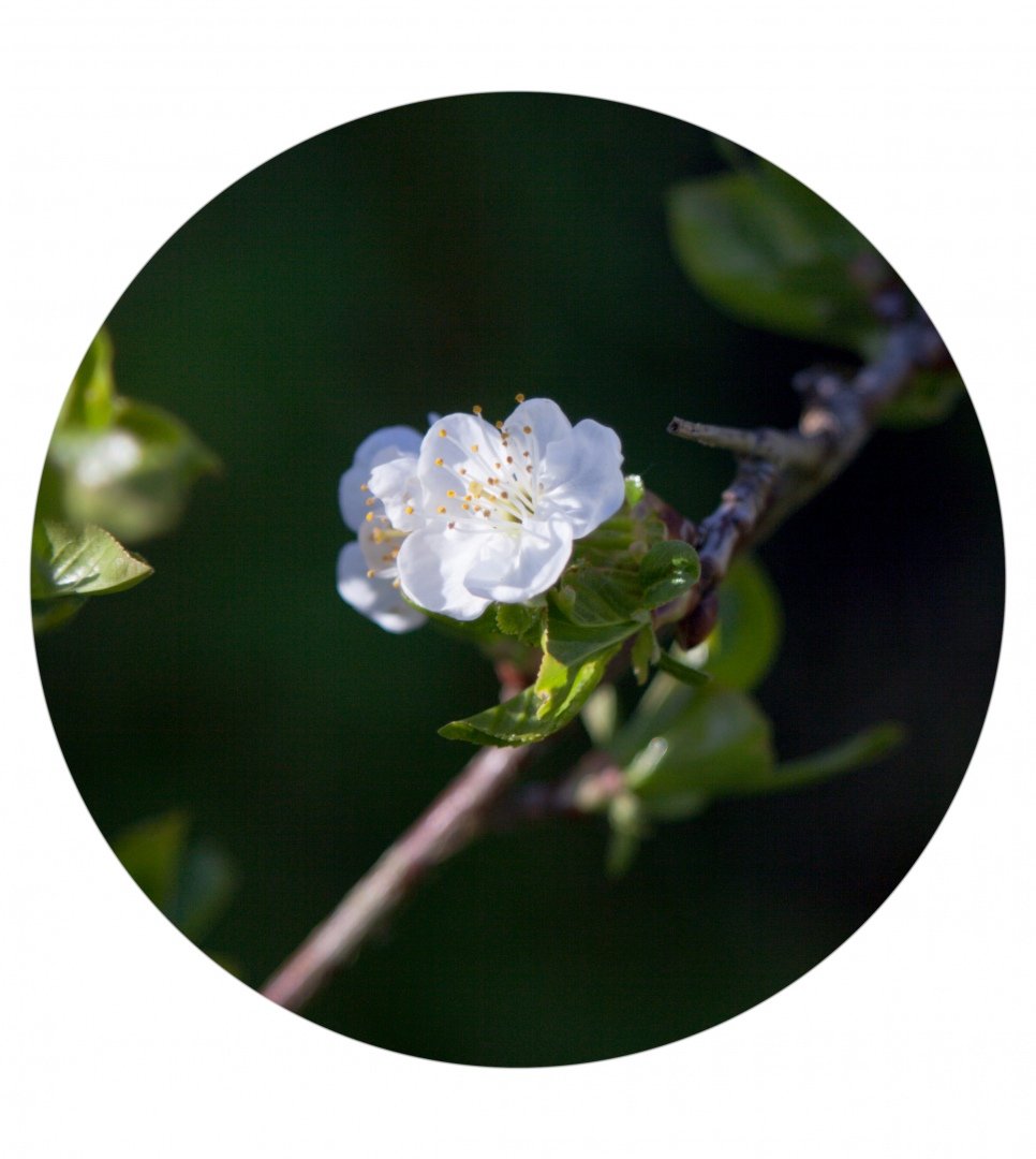 fleurs-poirier-.jpg