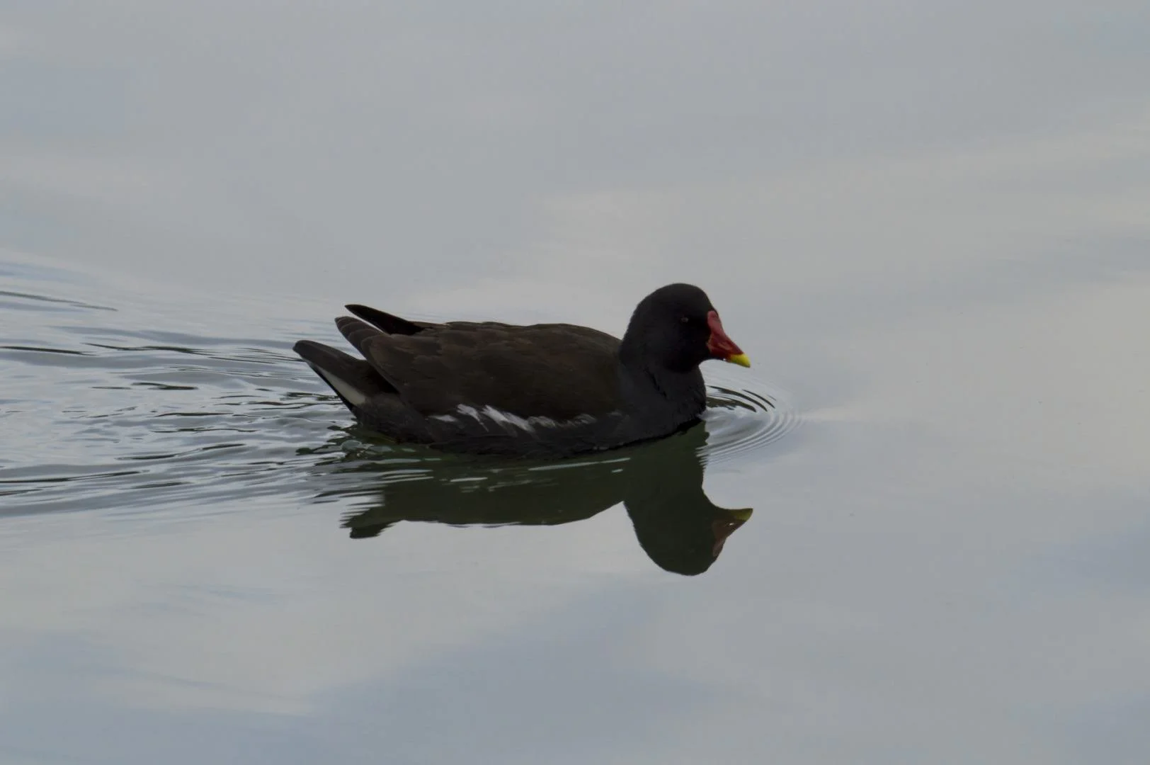 Poule_DEau_F8_1-800sec_800Iso_400mm.jpg
