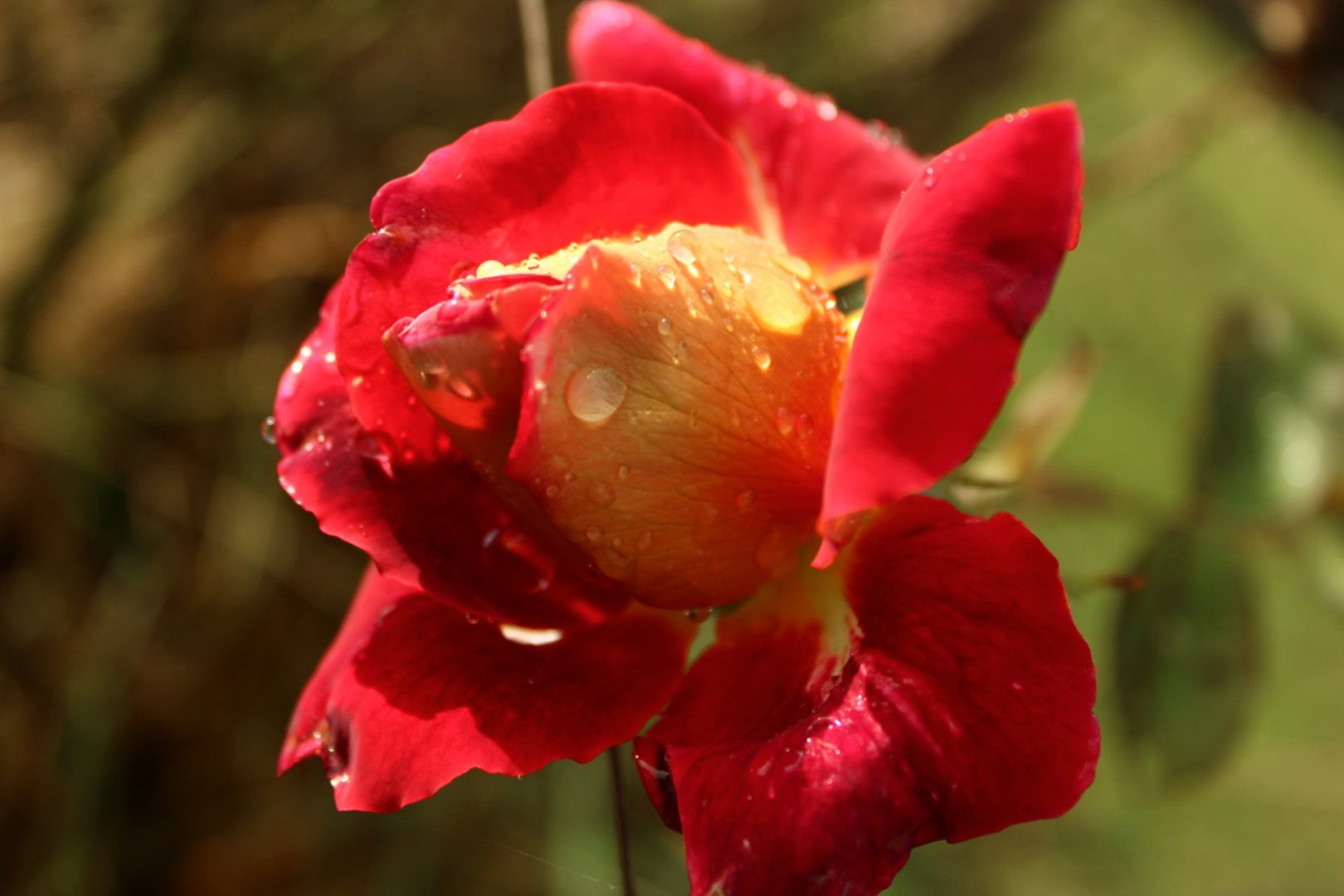 La-rosee-pas-du-matin.jpg