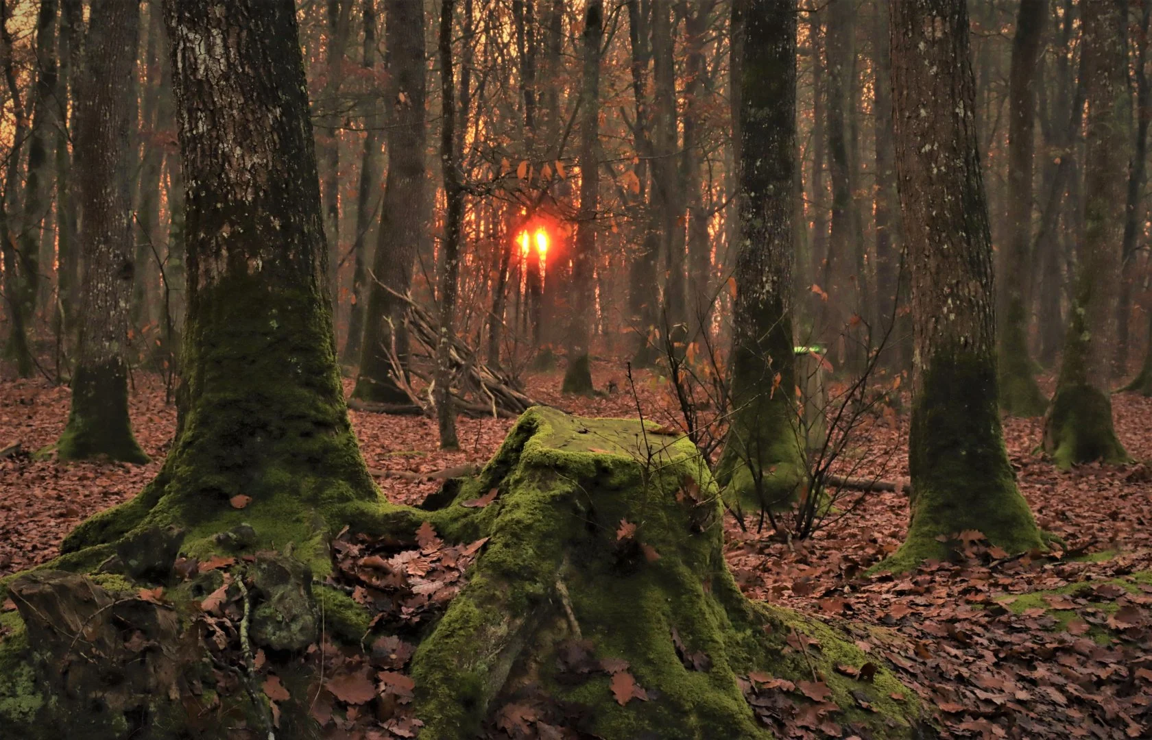 Matin-en-foret-.JPG