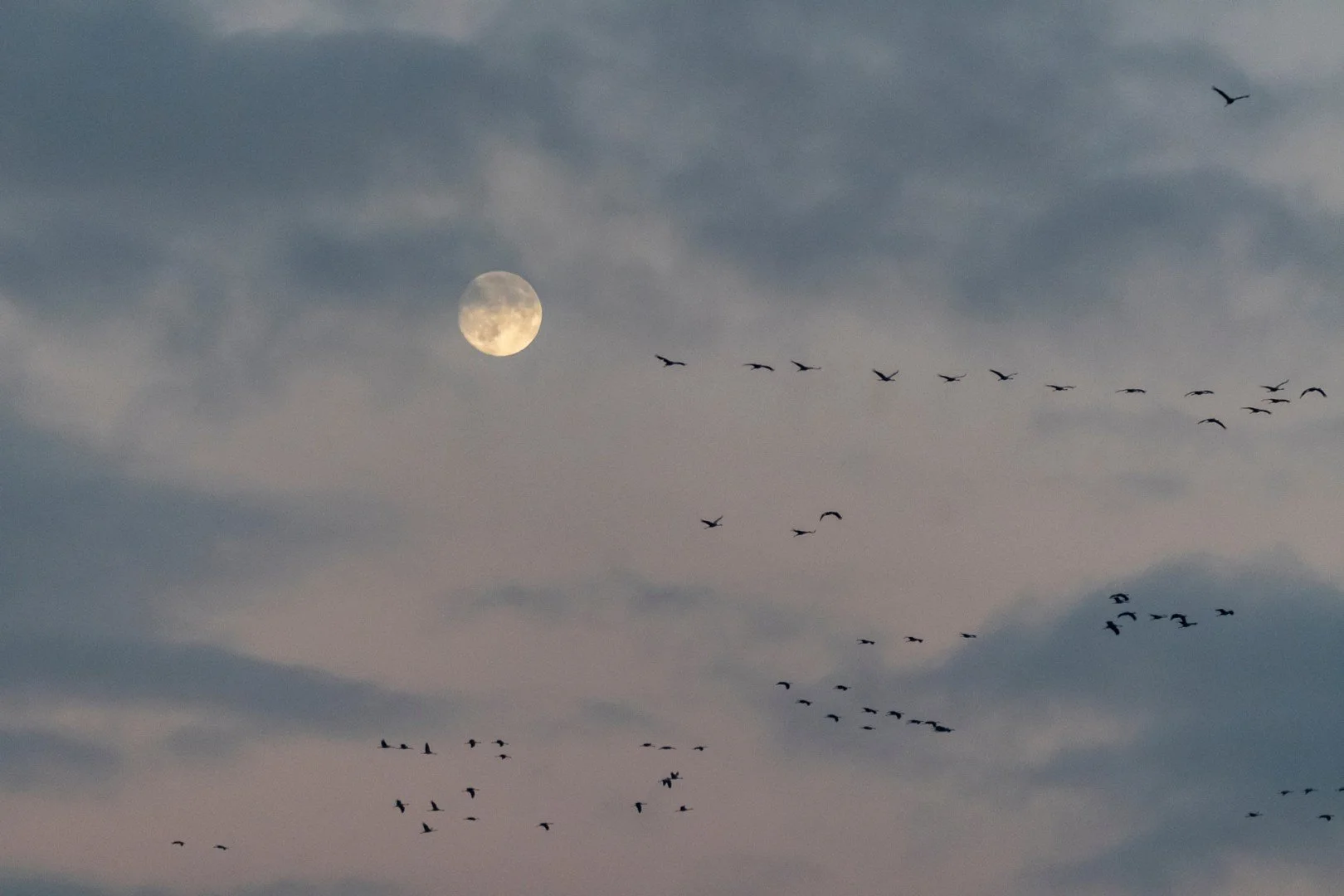BH112024-23-grues-cendrees.jpg