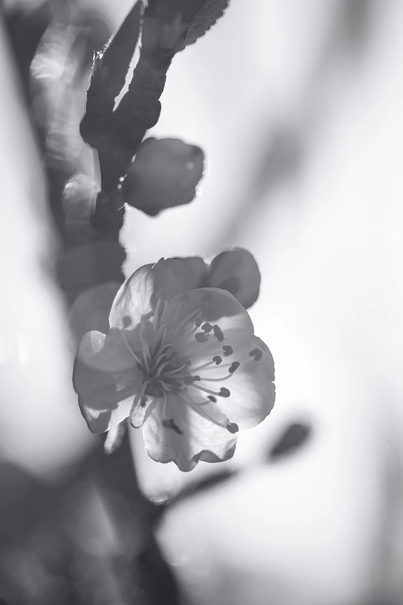 Le printemps en noir et blanc.jpg