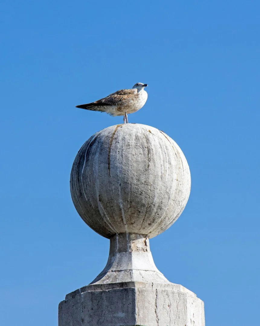 Mouette-lisboete.jpg