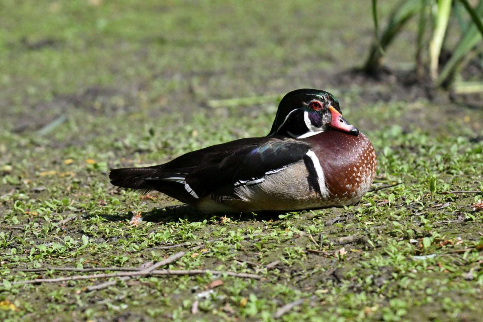 HM-Canard-Carolin-Mod-120mm-S-Vit4000s-f6.3-ISO800-Les-Oiseaux-du-marais-Poitevin-DSC_2286.jpg