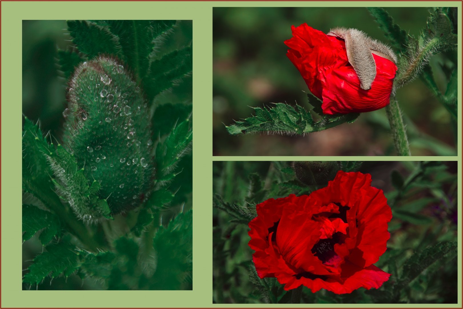 Fleurs-de-pavot.jpg