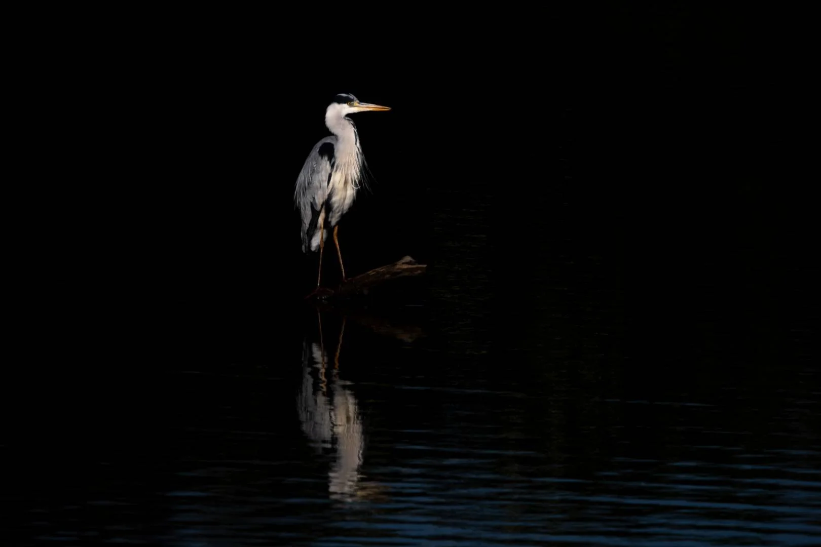 Heron.jpg