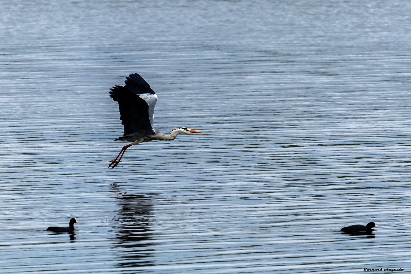 BA-0424-07-Heron-.jpg