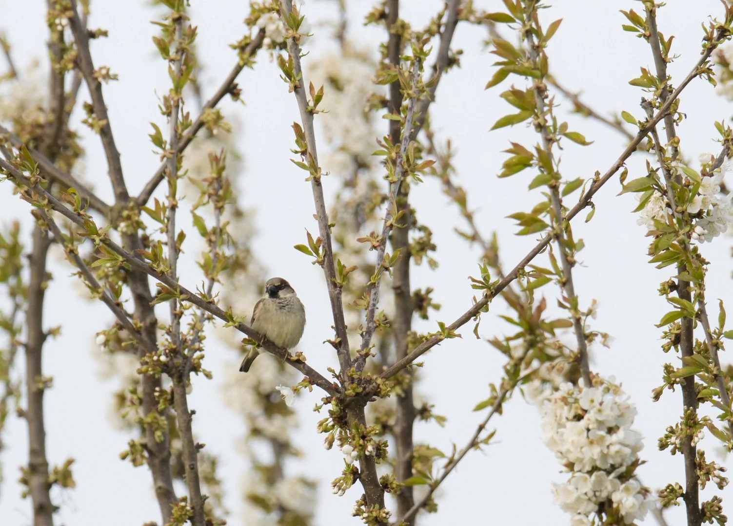 Moineau-dans-arbres-en-fleurs_1.jpg