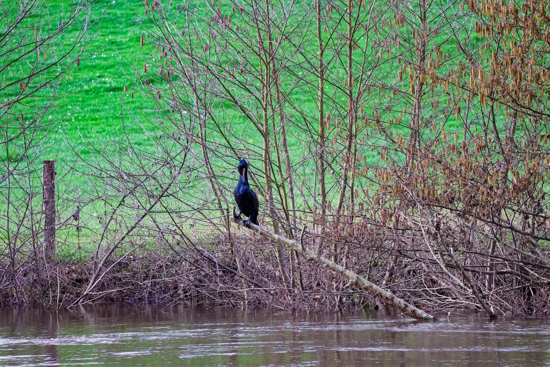 Grand cormoran-1775675497204.jpg